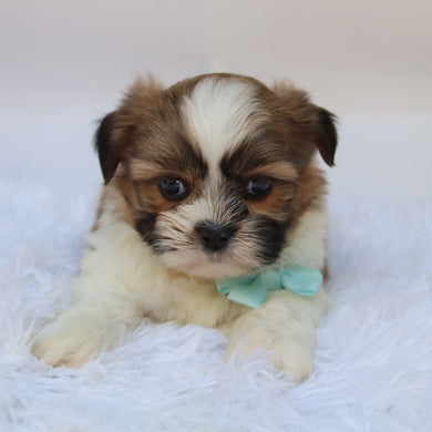 Ronnie - Available 10/7