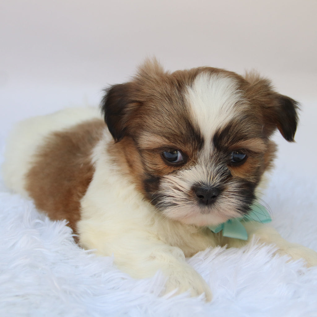 Ronnie - Available 10/9