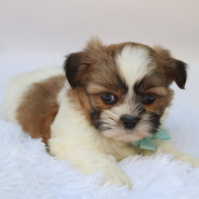 Ronnie - Available 10/7