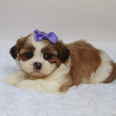 Ashley - Available 10/7