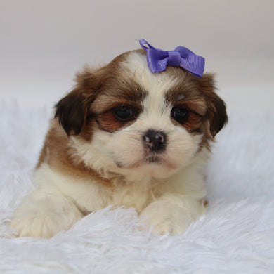 Ashley - Available 10/7