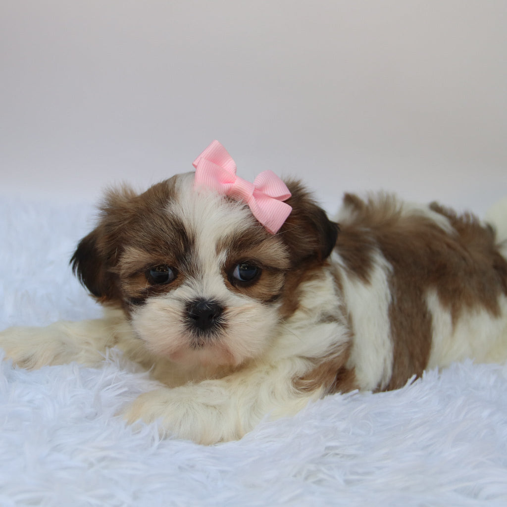 Brenda - Available 10/9