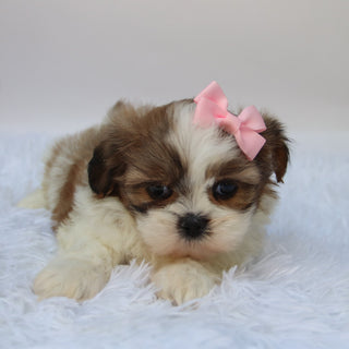 Brenda - Available 10/9