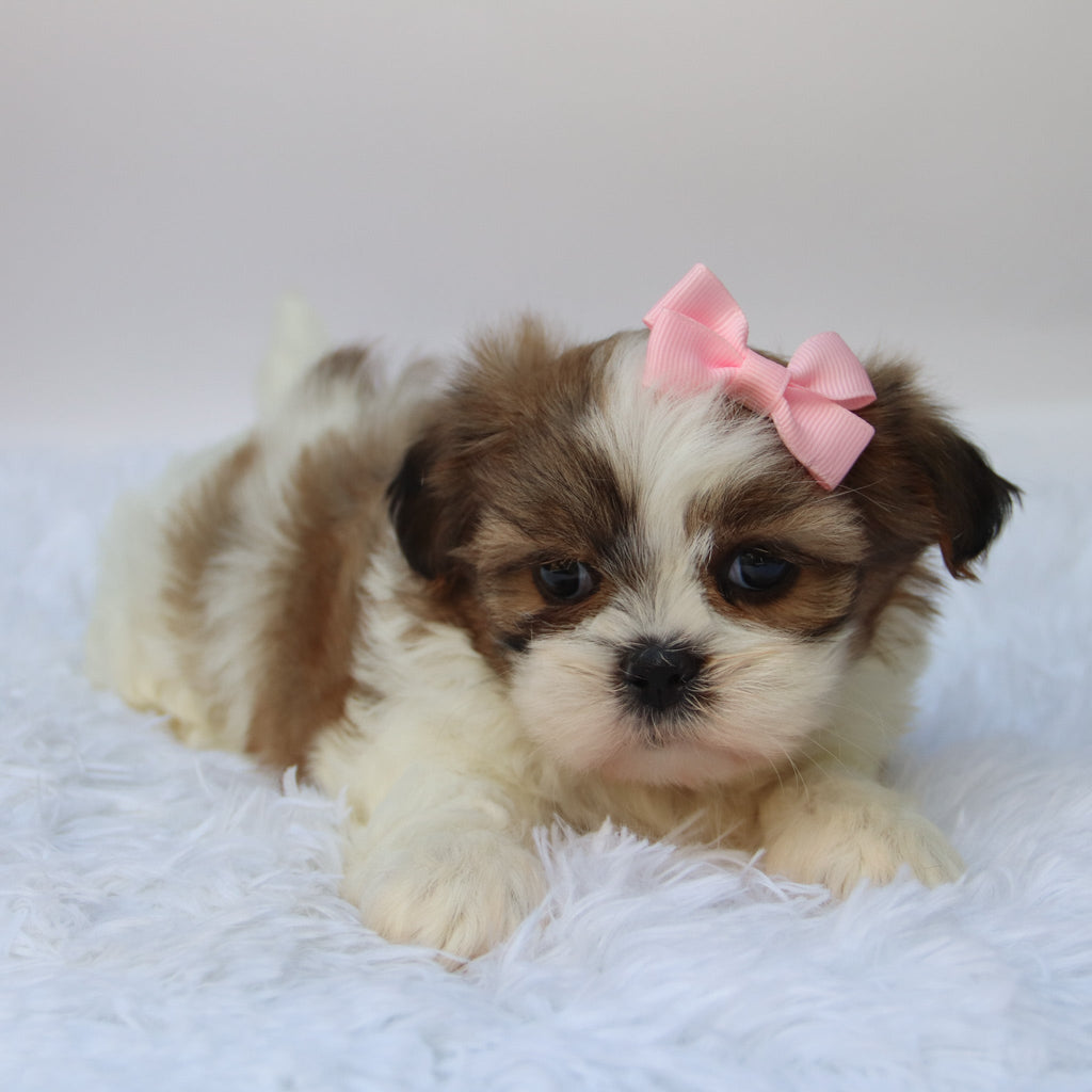 Brenda - Available 10/9