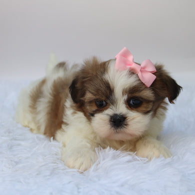 Brenda - Available 10/7