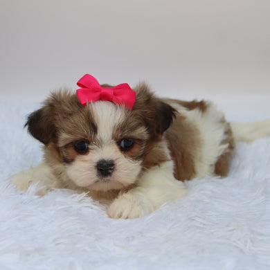 Glenda - Available 10/7