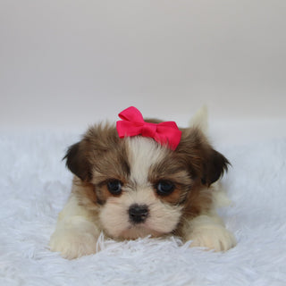 Glenda - Available 10/9