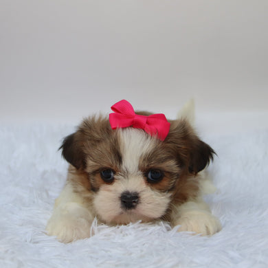 Glenda - Available 10/7