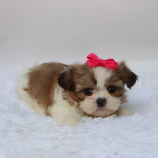 Glenda - Available 10/9