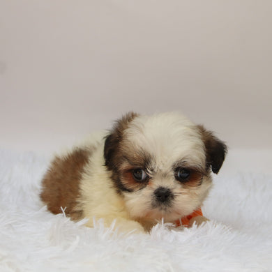 Orlando - Available 10/7
