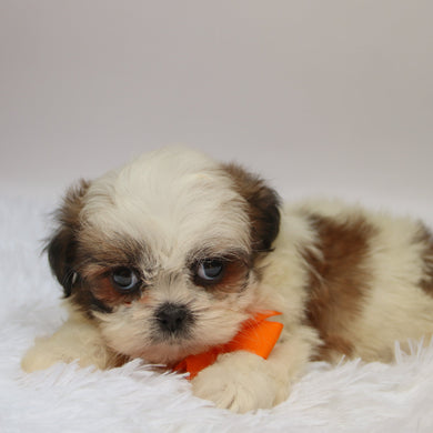 Orlando - Available 10/7
