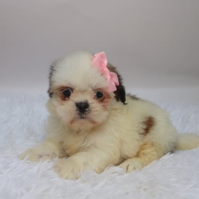 Candy - Available 10/7