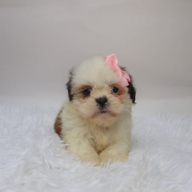 Candy - Available 10/7