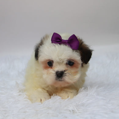 Willow - Available 10/7