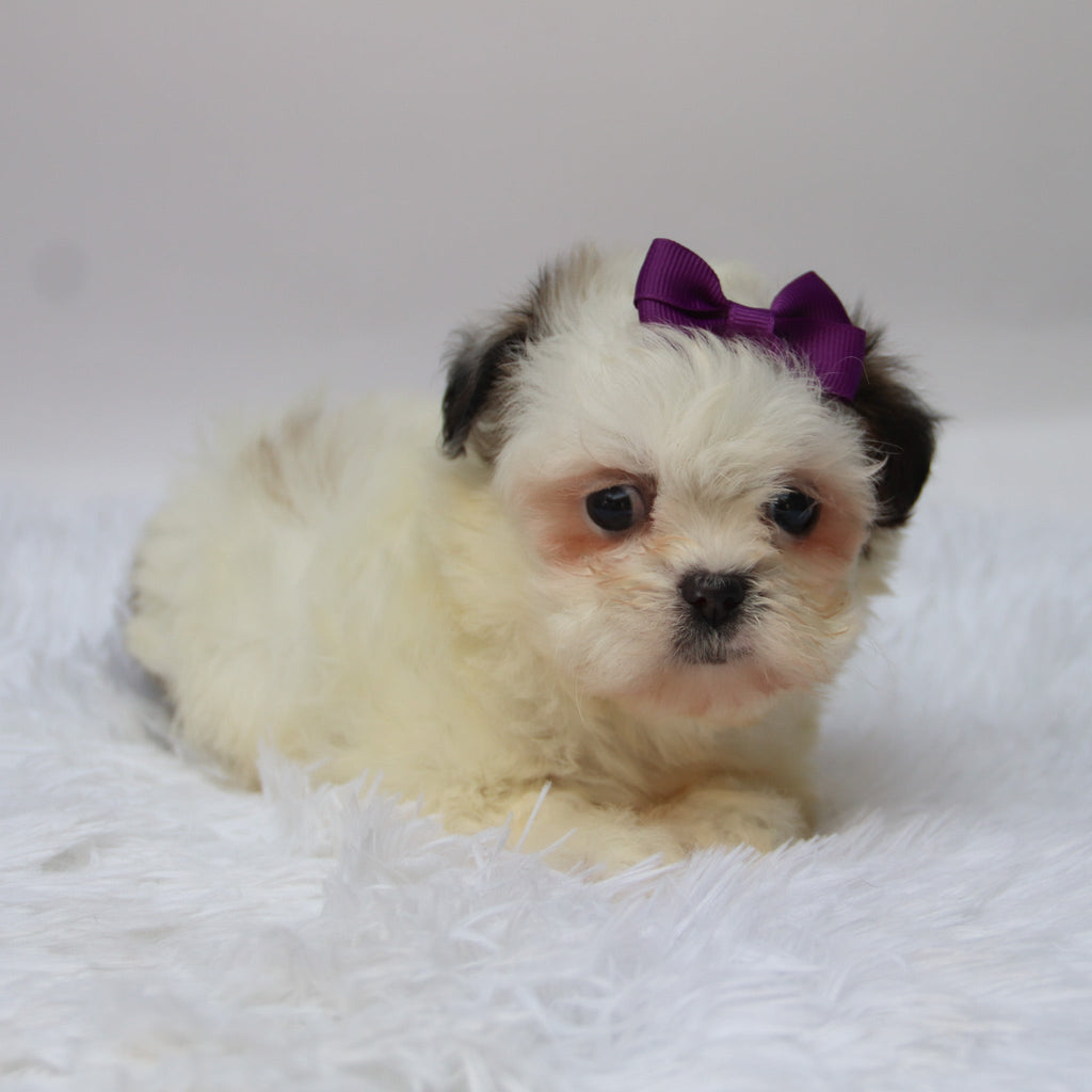 Willow - Available 10/9