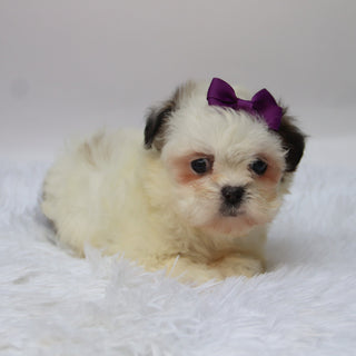 Willow - Available 10/9
