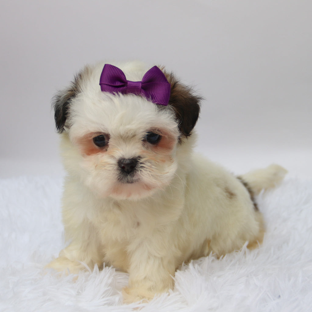 Willow - Available 10/9