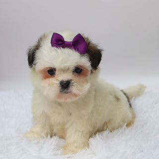 Willow - Available 10/9