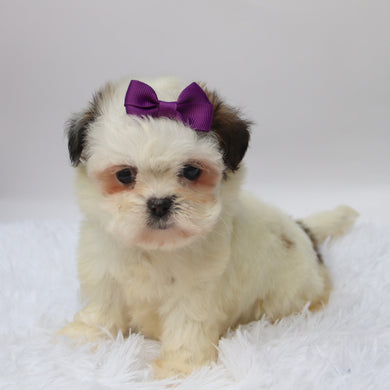 Willow - Available 10/7