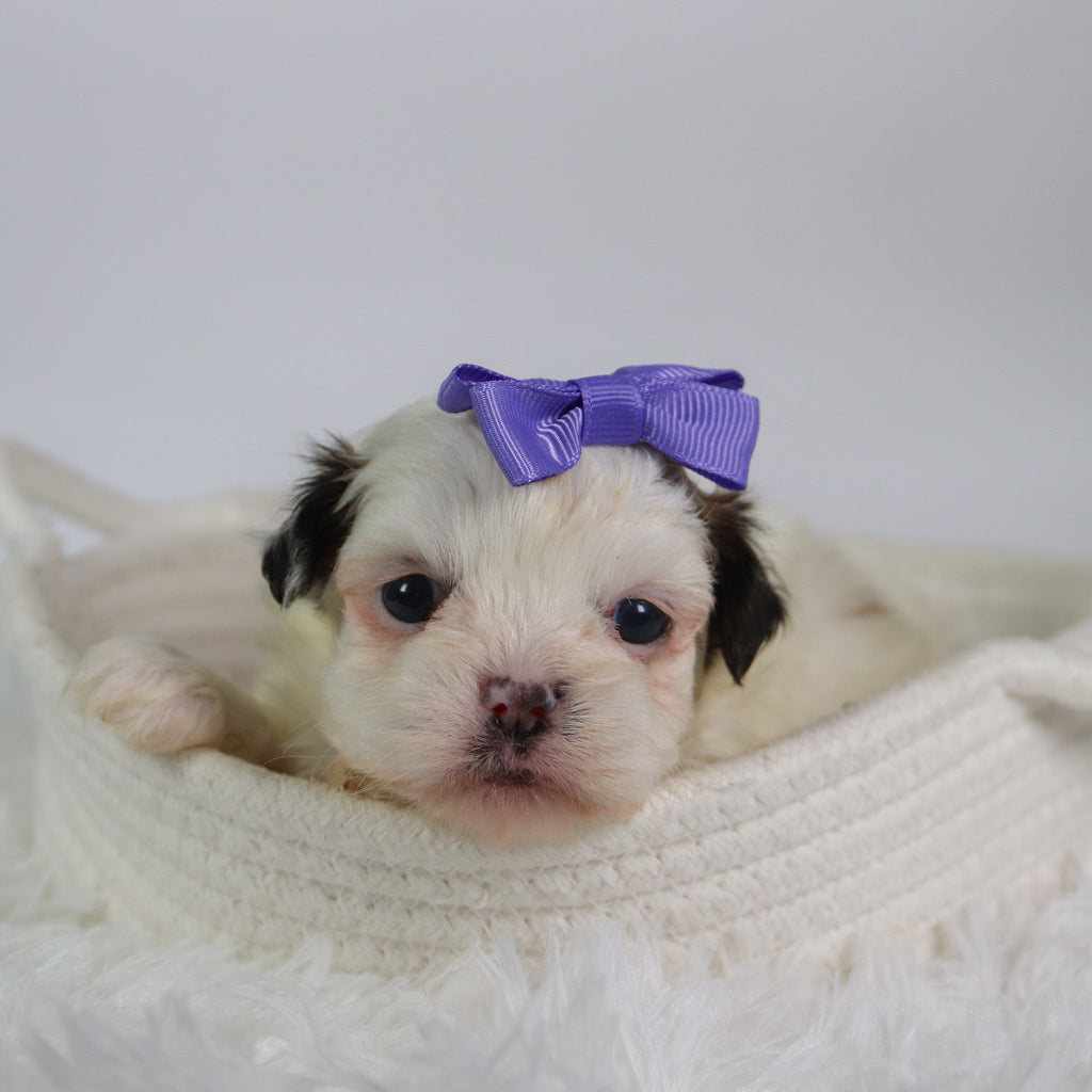Willow - Available 10/7