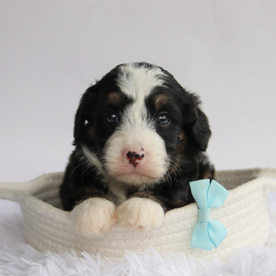 Chipper - Available 9/24