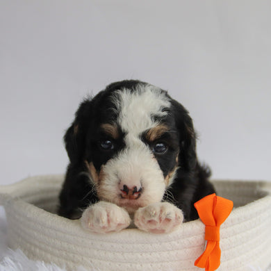 Leonard - Available 9/24