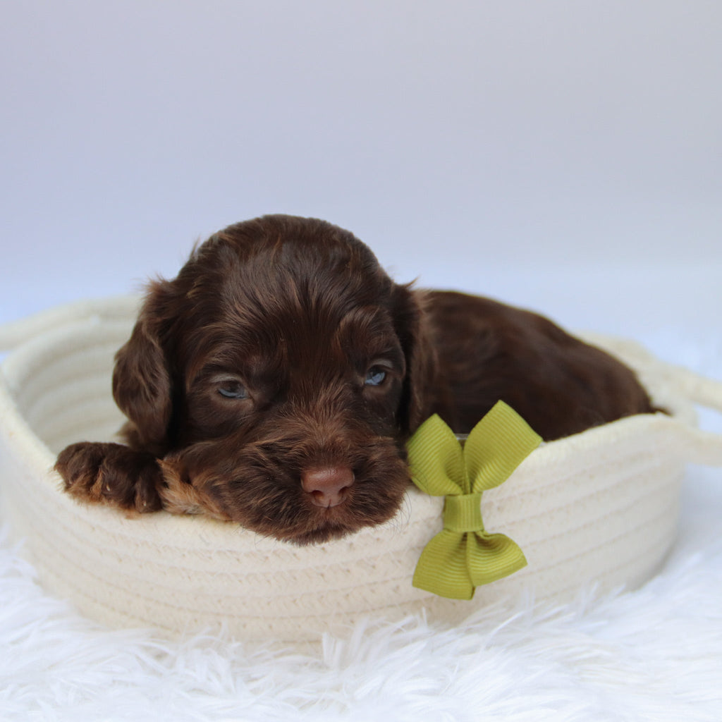 Cedric - Available 10/29