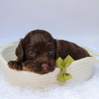 Cedric - Available 10/29