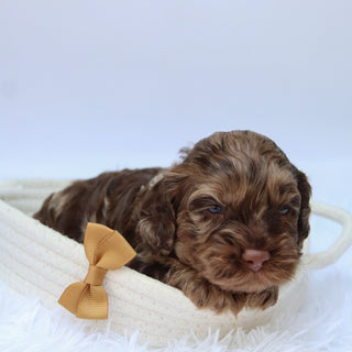 Chad - Available 10/29