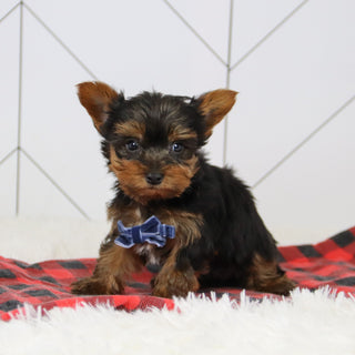 Sawyer - Available 12/17