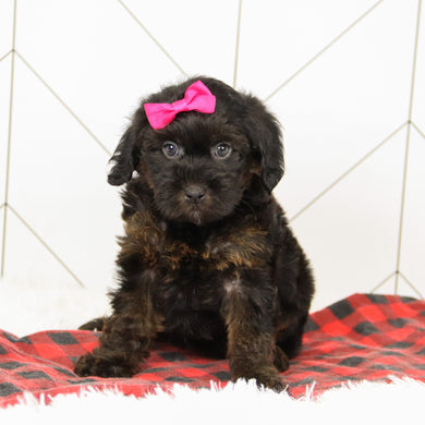 Aurora - Available 12/17