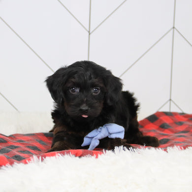 John - Available 12/17