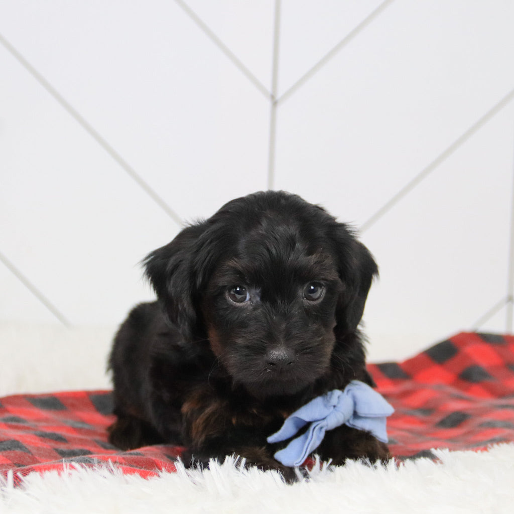 John - Available 12/17