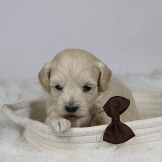 Dylan - Available 12/3