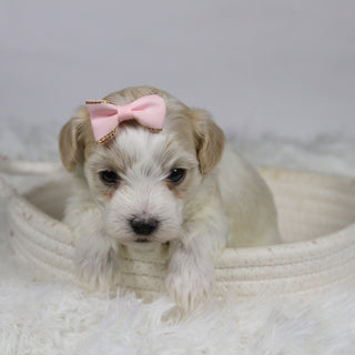 Koleen - Available 12/3