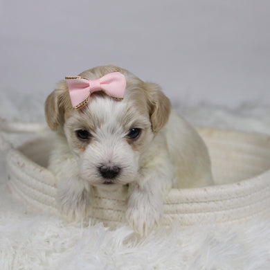 Koleen - Available 12/3