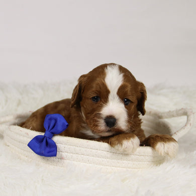 Abraham - Available 12/3