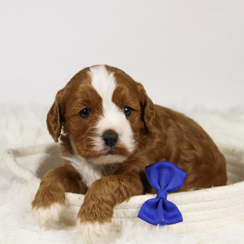 Abraham - Available 12/3