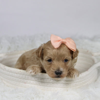 Baina - Available 12/3