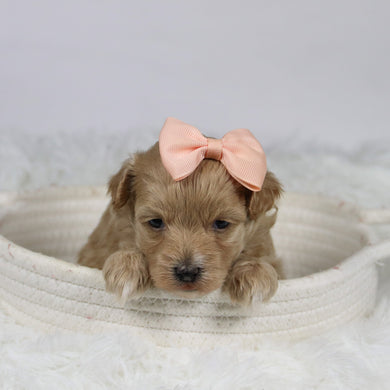 Baina - Available 12/3