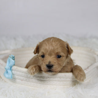 Abena - Available 12/3