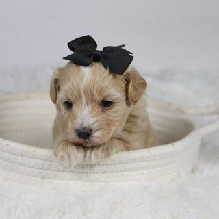 Baka - Available 12/3