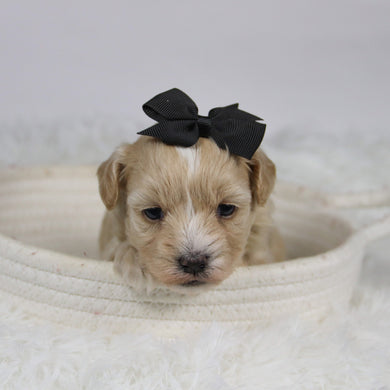 Baka - Available 12/3