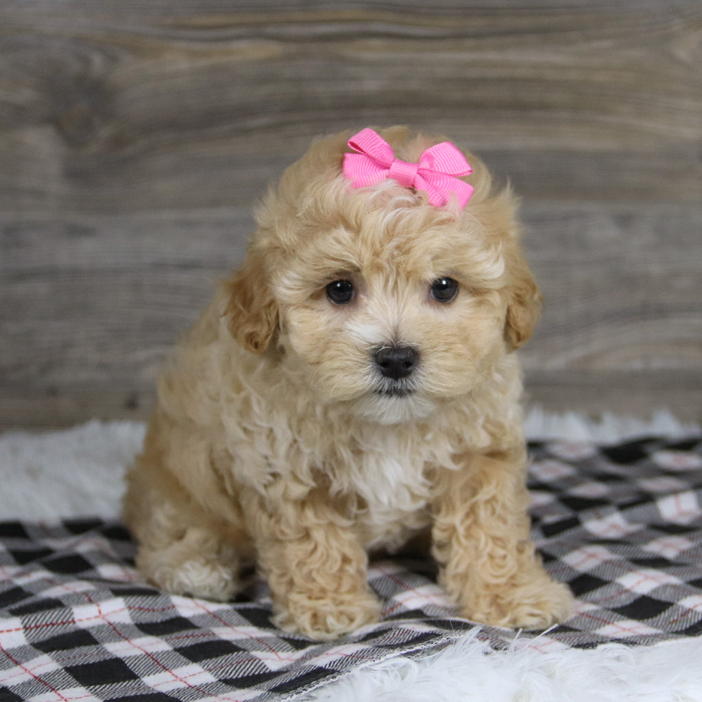 Casey - Available 12/10