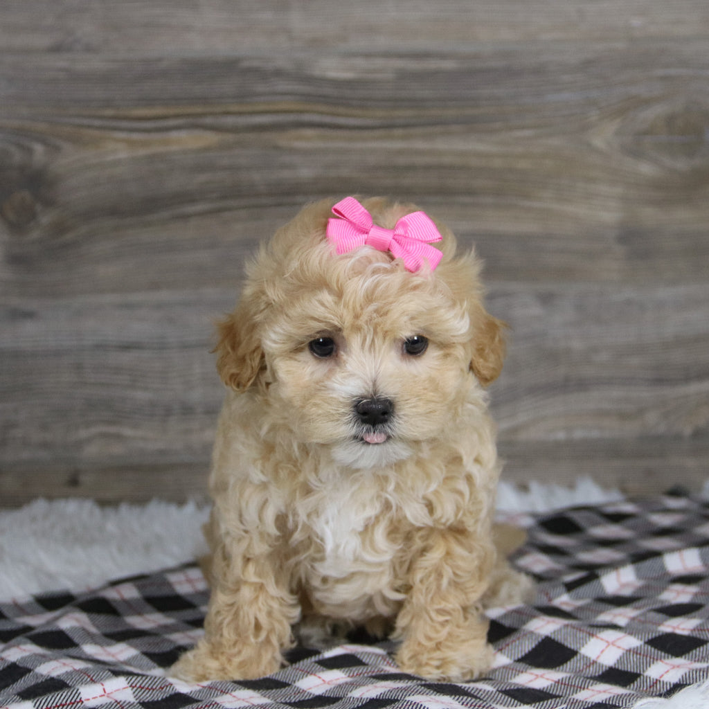 Casey - Available 12/10