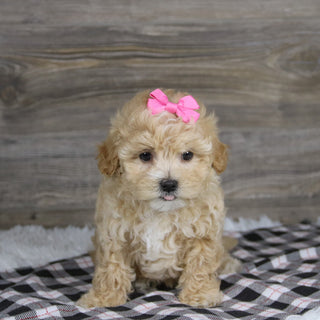 Casey - Available 12/10