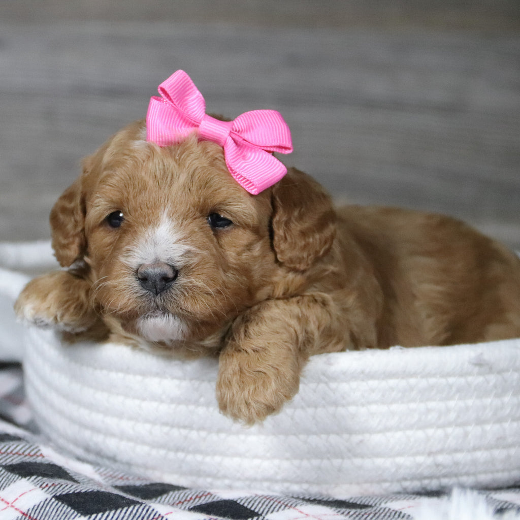 Annie - Available 12/31