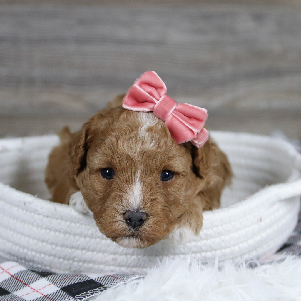 Lois - Available 12/31