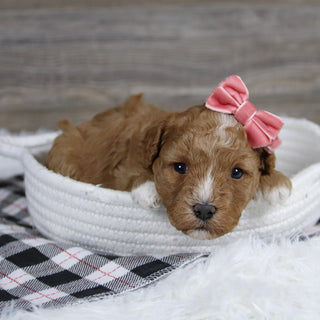 Lois - Available 12/31