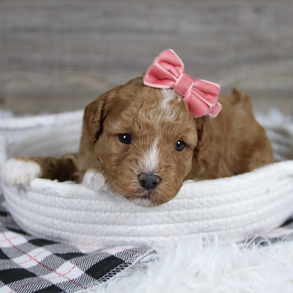 Lois - Available 12/31